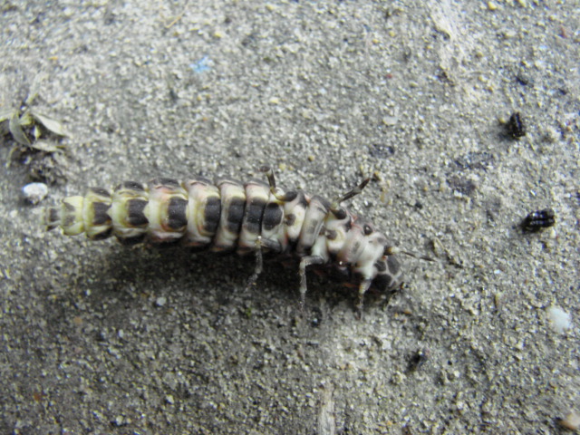 Larva di lucciola